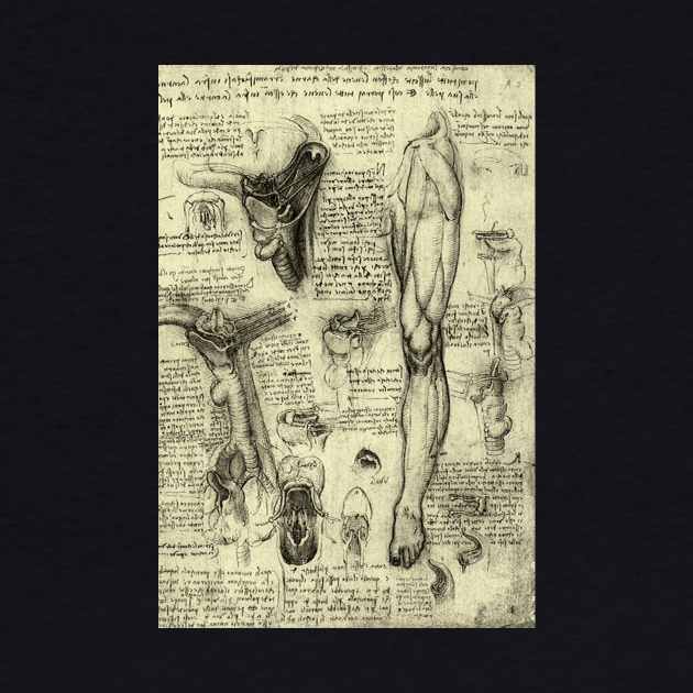 Human Anatomy Leg and Larynx by Leonardo da Vinci by MasterpieceCafe